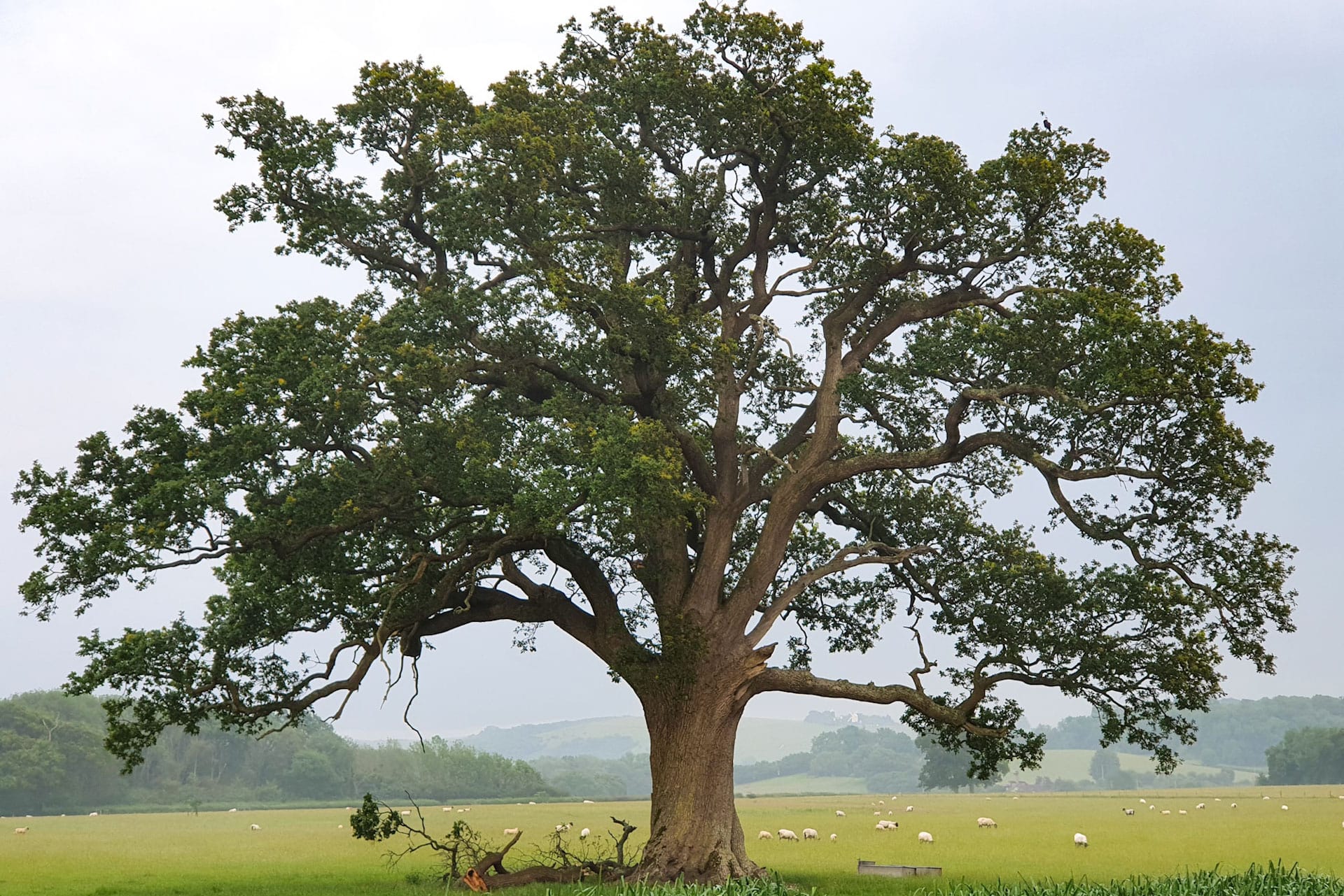 Oak ID